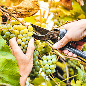 400 Jahre Weinbautradition
