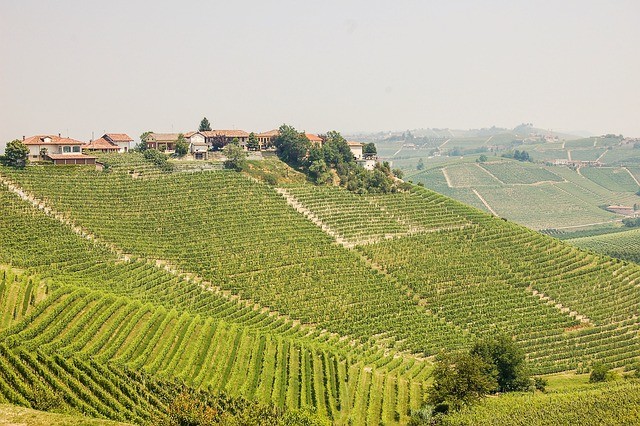 Piemont Wein kaufen